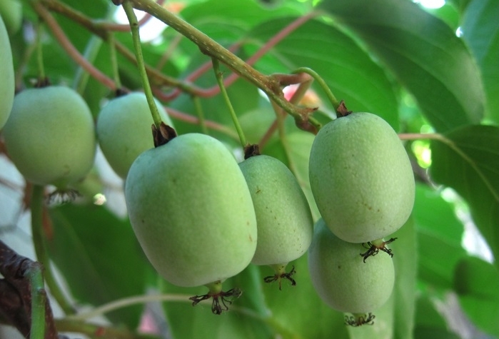 Актинидия в СЦ Корекозево