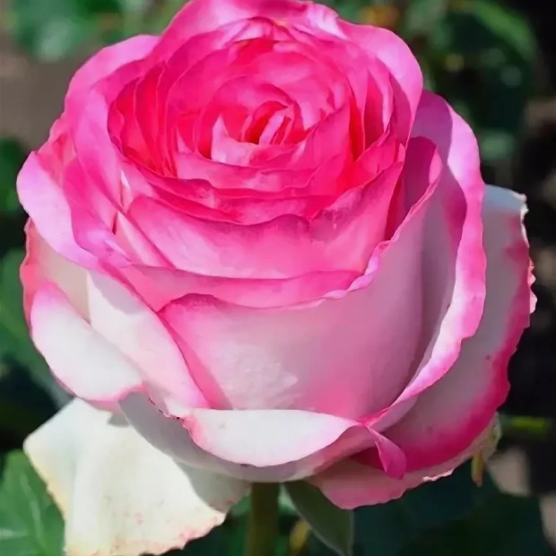 Миниатюра категории Чайно-гибридные розы