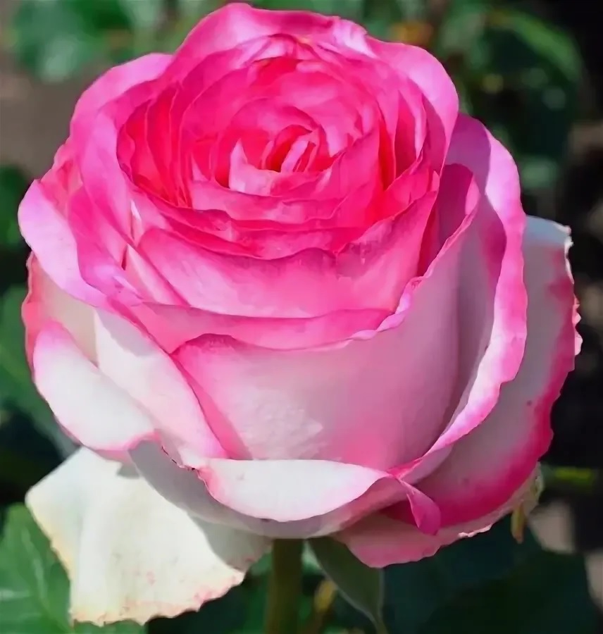 Чайно-гибридные розы в СЦ Корекозево