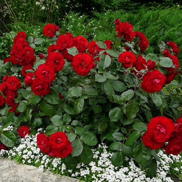 Миниатюра категории Флорибунда