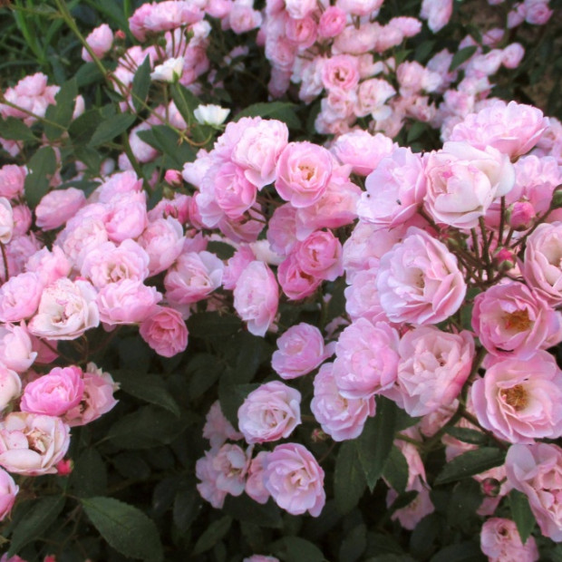 Миниатюра категории Мускусные розы