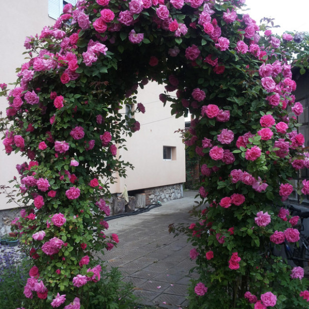 Миниатюра категории Плетистые розы