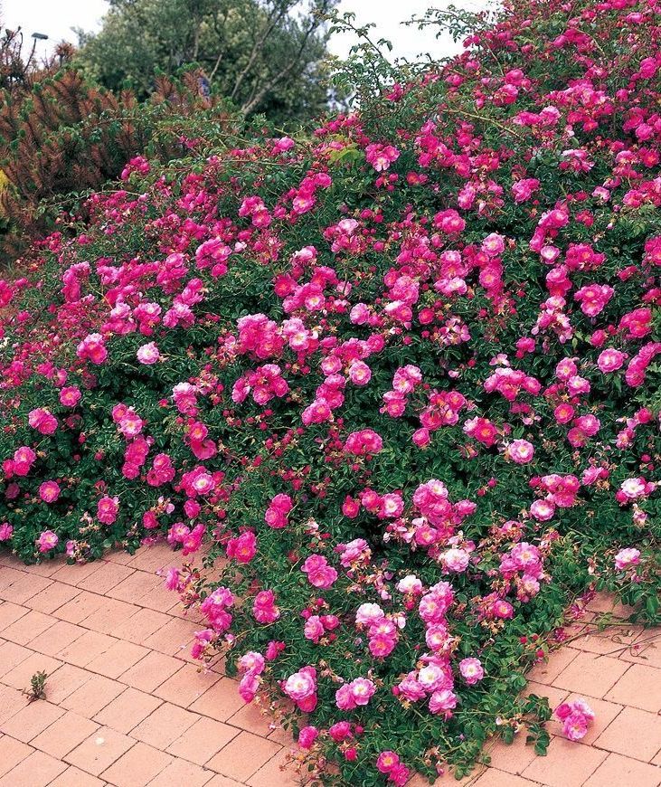 Почвопокровные розы в СЦ Корекозево