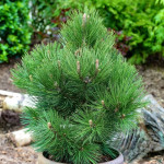 Миниатюра категории Сосна