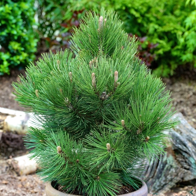 Сосна в СЦ Корекозево