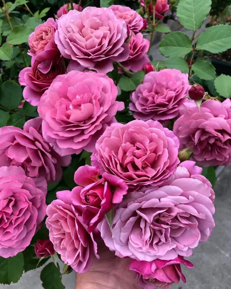 Японские розы в СЦ Корекозево