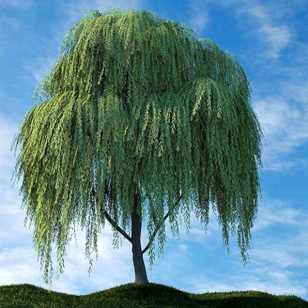 Миниатюра категории Ива