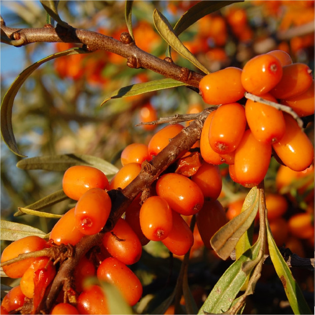 Миниатюра категории Облепиха