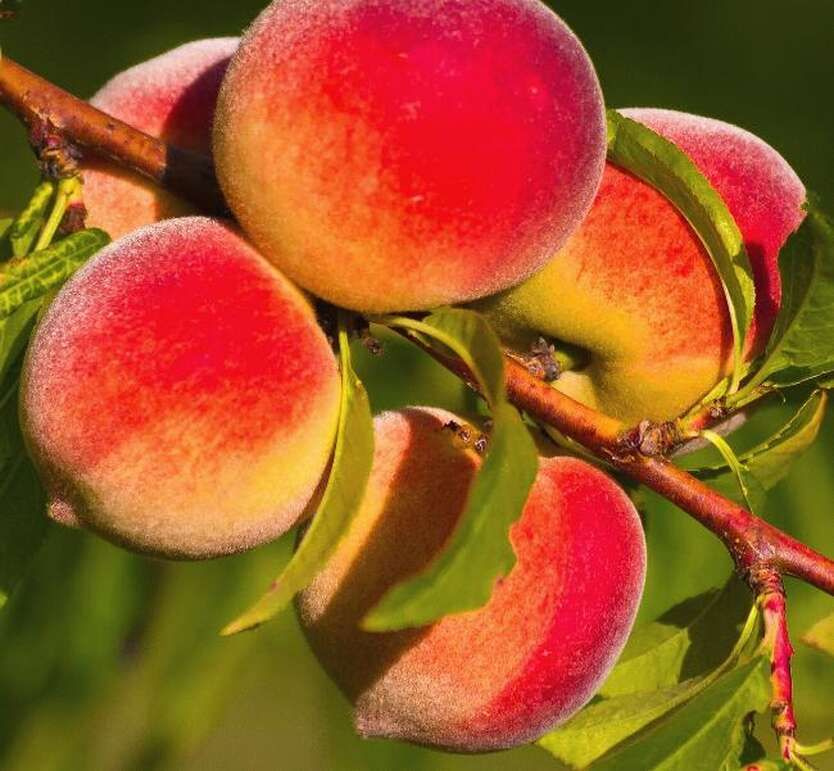 Персик в СЦ Корекозево