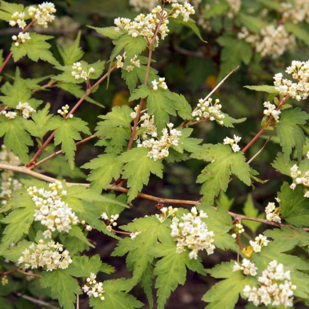 Миниатюра категории Стефанандра