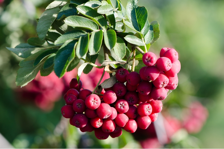 Рябина в СЦ Корекозево