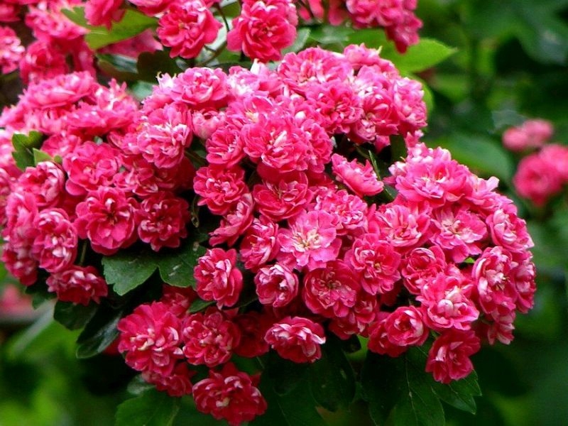 Боярышник декоративный в СЦ Корекозево