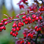 Миниатюра категории Барбарис