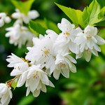 Миниатюра категории Дейция