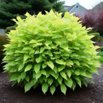 Миниатюра категории Дерен