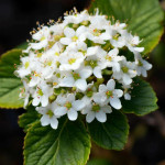 Миниатюра категории Пузыреплодник