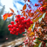 Миниатюра категории Рябинник