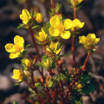 Миниатюра категории Лапчатка