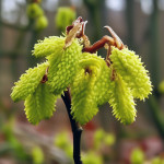 Миниатюра категории Лещина