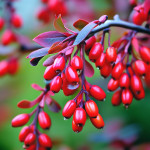 Миниатюра категории Скумпия