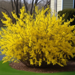 Миниатюра категории Форзиция