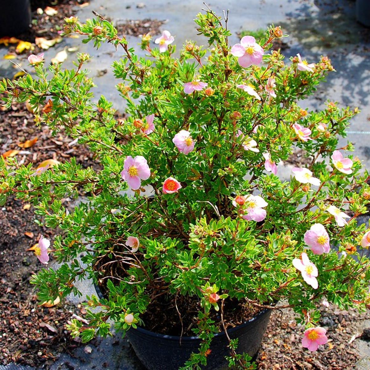 Лапчатка кустарниковая Пинк Куин (Pink Queen) в каталоге СЦ Корекозево