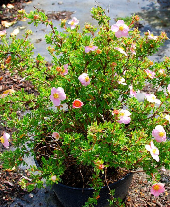 Лапчатка кустарниковая Пинк Куин (Pink Queen) в каталоге СЦ Корекозево