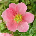 Миниатюра 3. Лапчатка кустарниковая 