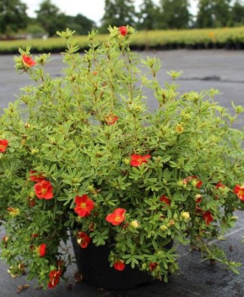 Лапчатка Ред Айс (Red Ace) в каталоге СЦ Корекозево