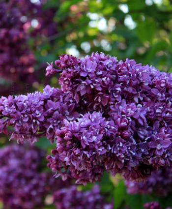 Сирень обыкновенная «Огни Донбасса» в каталоге СЦ Корекозево