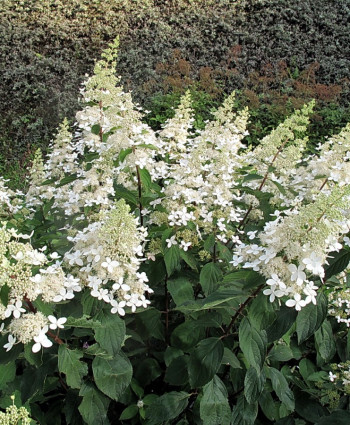 Гортензия метельчатая Юник в каталоге СЦ Корекозево