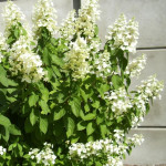 Миниатюра 2. Гортензия метельчатая Юник в каталоге СЦ Корекозево