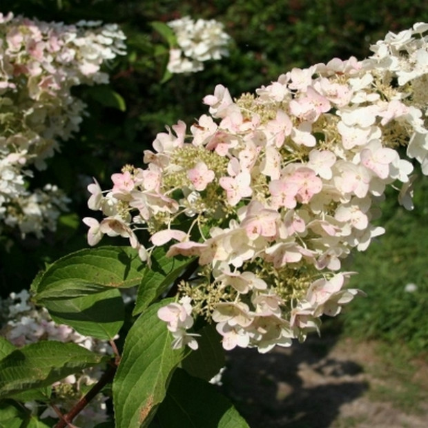 Фото 3. Гортензия метельчатая Юник в каталоге СЦ Корекозево