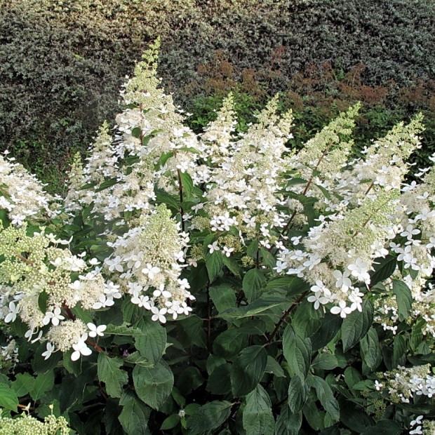 Фото 1. Гортензия метельчатая Юник в каталоге СЦ Корекозево