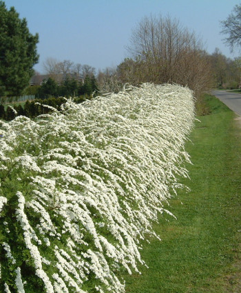 Спирея серая Грейфшейм в каталоге СЦ Корекозево