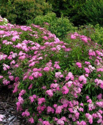 Спирея японская Криспа в каталоге СЦ Корекозево