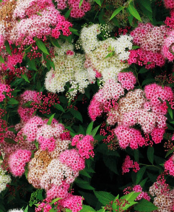 Спирея японская Широбана в каталоге СЦ Корекозево