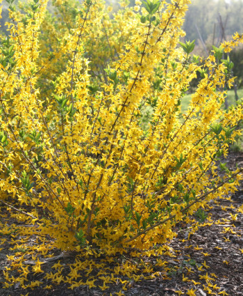 Форзиция средняя (промежуточная) Малух в каталоге СЦ Корекозево