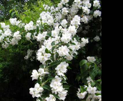 Чубушник Лемуана в каталоге СЦ Корекозево