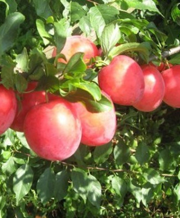 Алыча «Июльская Роза» в каталоге СЦ Корекозево