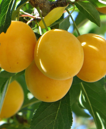 Алыча «Мара» в каталоге СЦ Корекозево