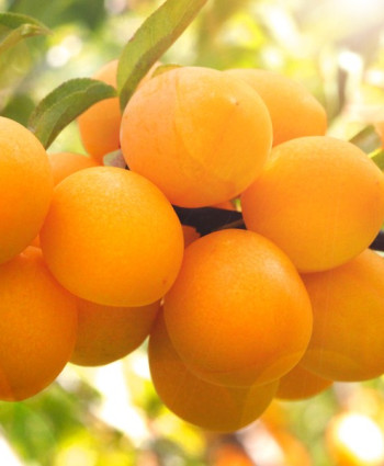 Алыча «Подарок Санкт-Петербургу» в каталоге СЦ Корекозево