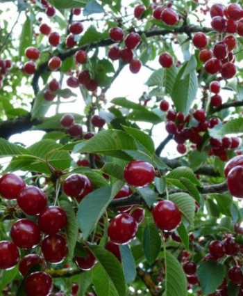 Вишня Молодежная в каталоге СЦ Корекозево