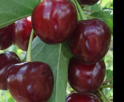 Дюк «Ночка 2» в каталоге СЦ Корекозево