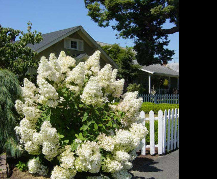 Гортензия метельчатая Грандифлора в каталоге СЦ Корекозево