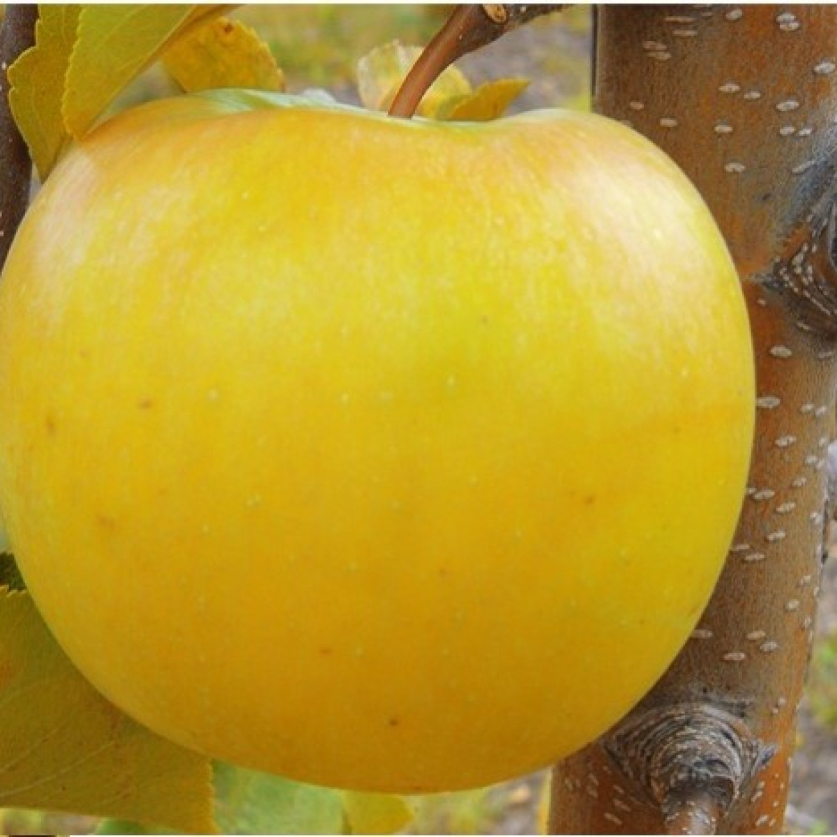 Яблоня Антоновка обыкновенная в каталоге СЦ Корекозево