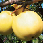 Миниатюра 3. Яблоня 