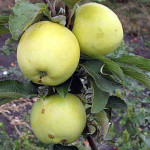 Миниатюра 4. Яблоня 