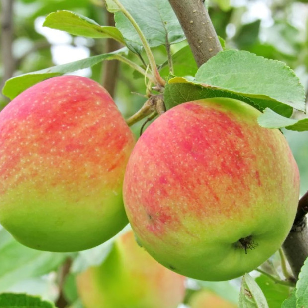 Фото 2. Яблоня «Мельба» в каталоге СЦ Корекозево