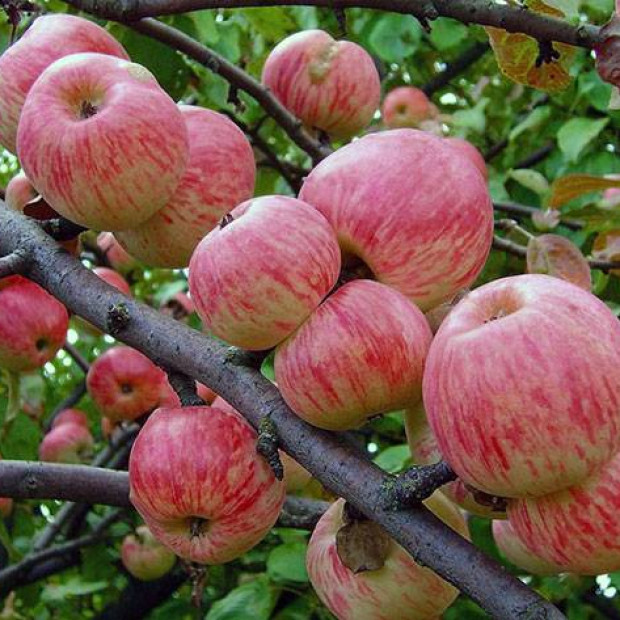 Фото 1. Яблоня «Мельба» в каталоге СЦ Корекозево